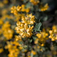 honeybush tea plant